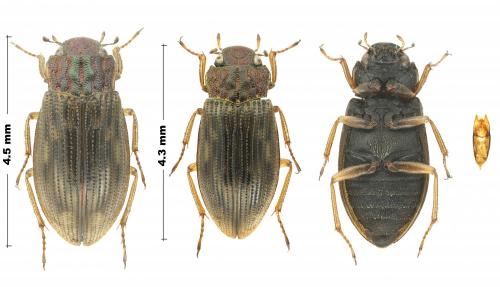 Helophorus sp.
